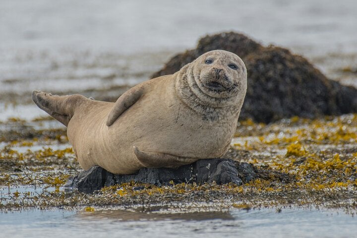 A seal resting on the rocks of the Snaefellsnes peninsula's Ytri Tunga Beach.
