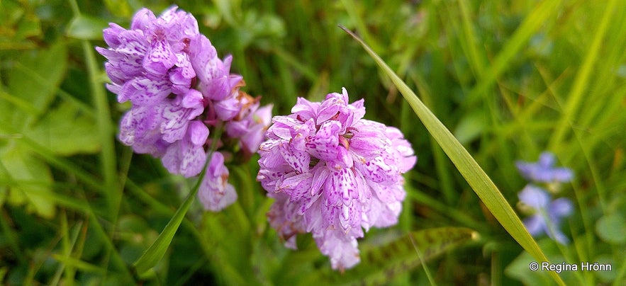 The Orchid of the north Brönugras by Hvítserkur waterfall