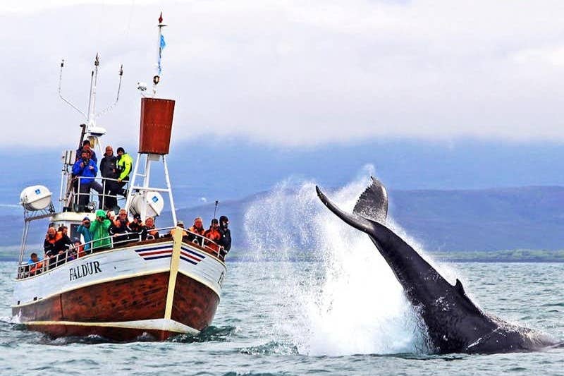 Husavik is known as the Whale-Watching Capital of Iceland Husavik is known as the Whale-Watching Capital of Iceland