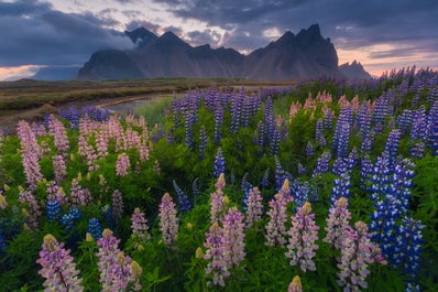 The jagged peaks of Vestrahorn mountain in the summer.