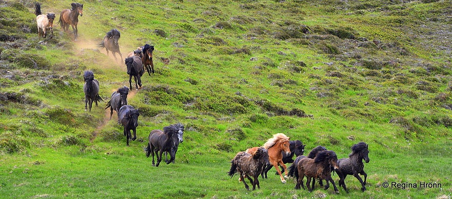 Icelandic horses running