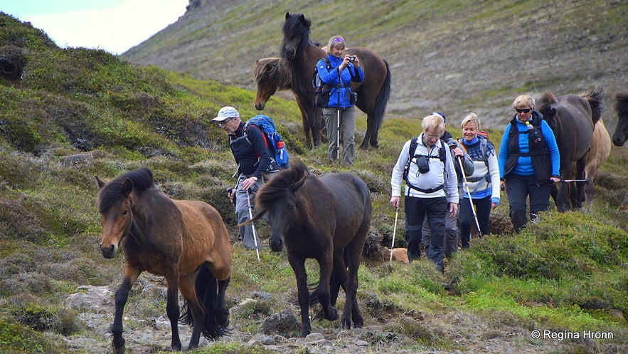 Icelandic horses by Mt. Hestfjall