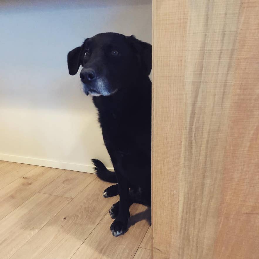 cave dog cave dog
