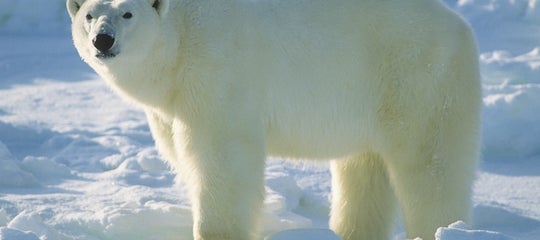 Polar1.jpg