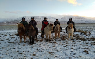Balade à Cheval Panoramique de 1h30 dans la Campagne du Nord de l’Islande