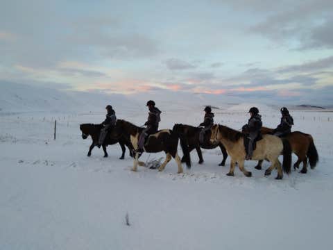 Balade à Cheval Panoramique de 1h30 dans la Campagne du Nord de l’Islande