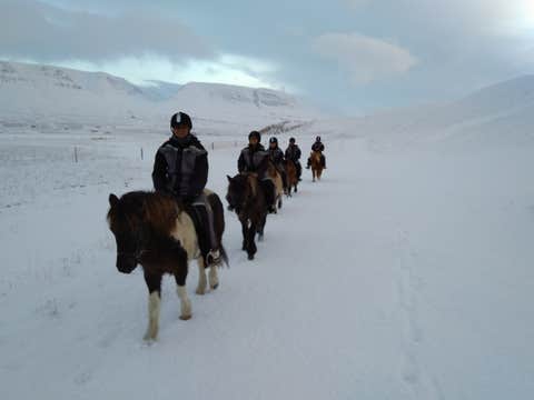 Balade à Cheval Panoramique de 1h30 dans la Campagne du Nord de l’Islande
