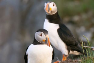 Ein Paar bezaubernder Papageientaucher auf der Insel Ellidaey.