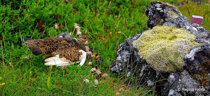 A ptarmigan at Gufuskálar