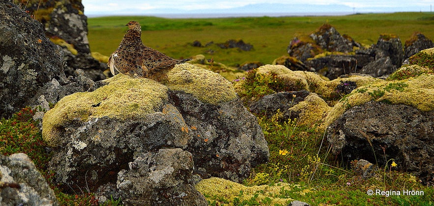 A ptarmigan at Gufuskálar