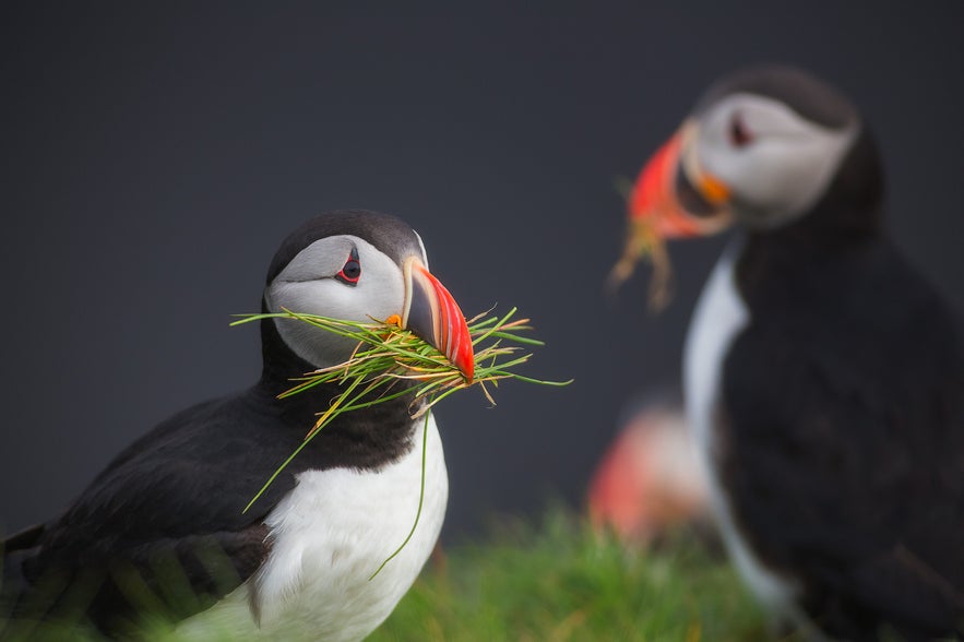 Puffins sharing lunch