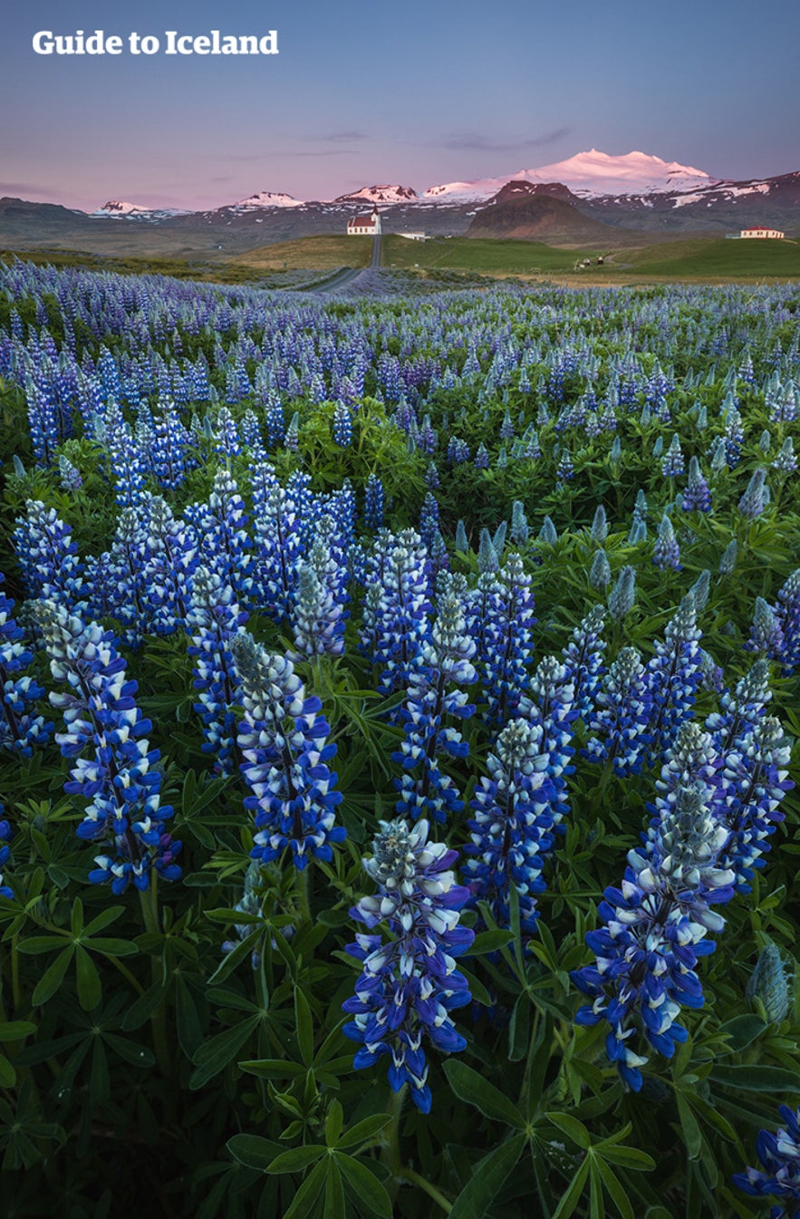 Snæfellsjökull pictured behind a field of lupins.