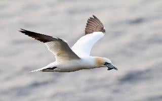 A seabird with a fish in its mouth flies over the Langanes peninsula.