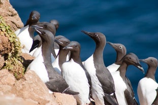 Join this birdwatching tour in Langanes peninsula to see a bazaar of guillemots.