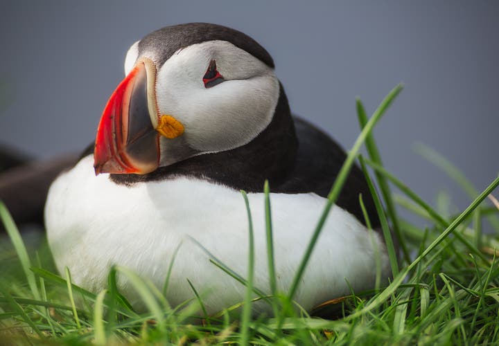 The Best Places in Iceland to Spot Puffins