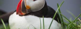 The Best Places in Iceland to Spot Puffins