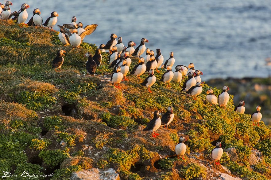 Puffins like to burrow in cliffs while nesting.