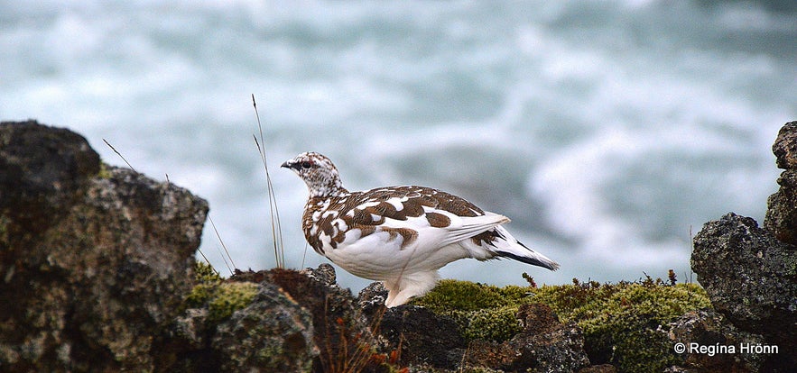 Icelandic ptarmigan by Goðafoss