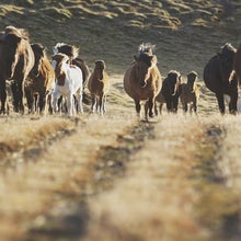 A herd of wild Icelandic horses.