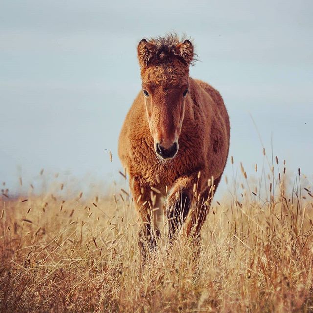 Icelandic Horses are smaller than horses found elsewhere.