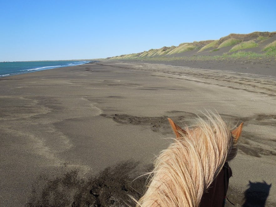 Strandausritt am schwarzen Strand mit Islandpferd in Island