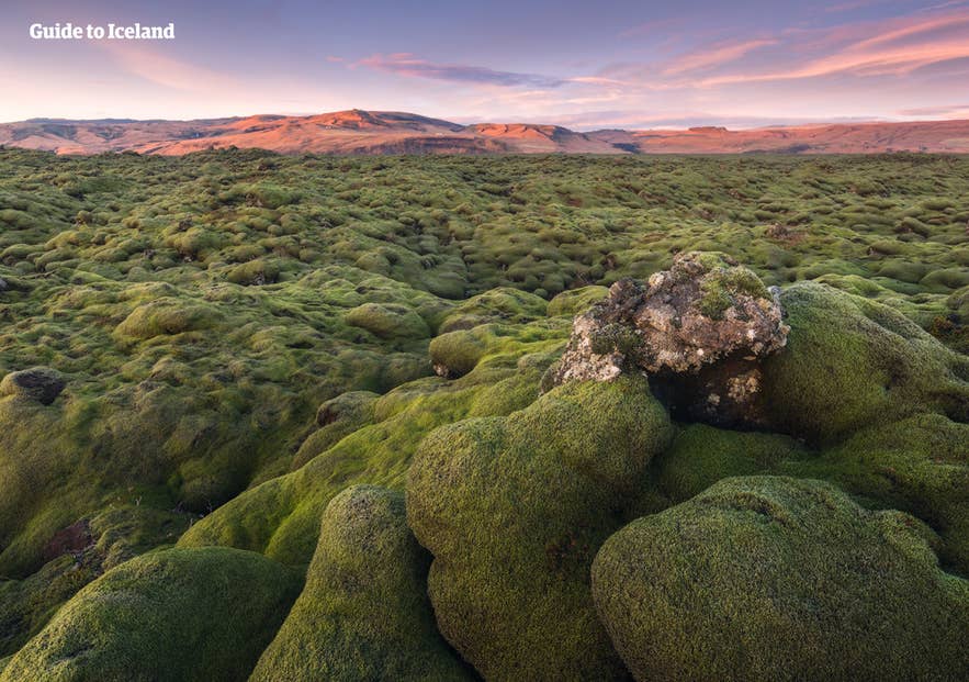 Het lavaveld bij Eldhraun in de Hooglanden is een perfect voorbeeld van de invloed van vulkanen op de IJslandse natuur.