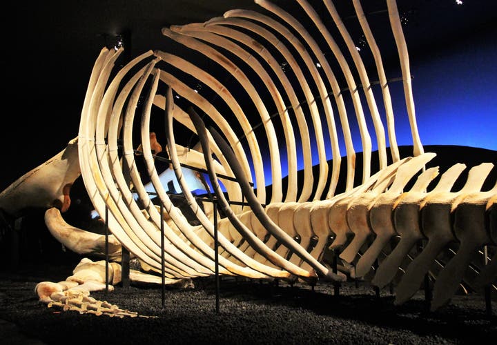 Húsavík Whale Museum in Iceland 