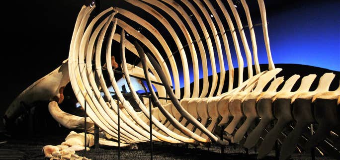 Húsavík Whale Museum in Iceland