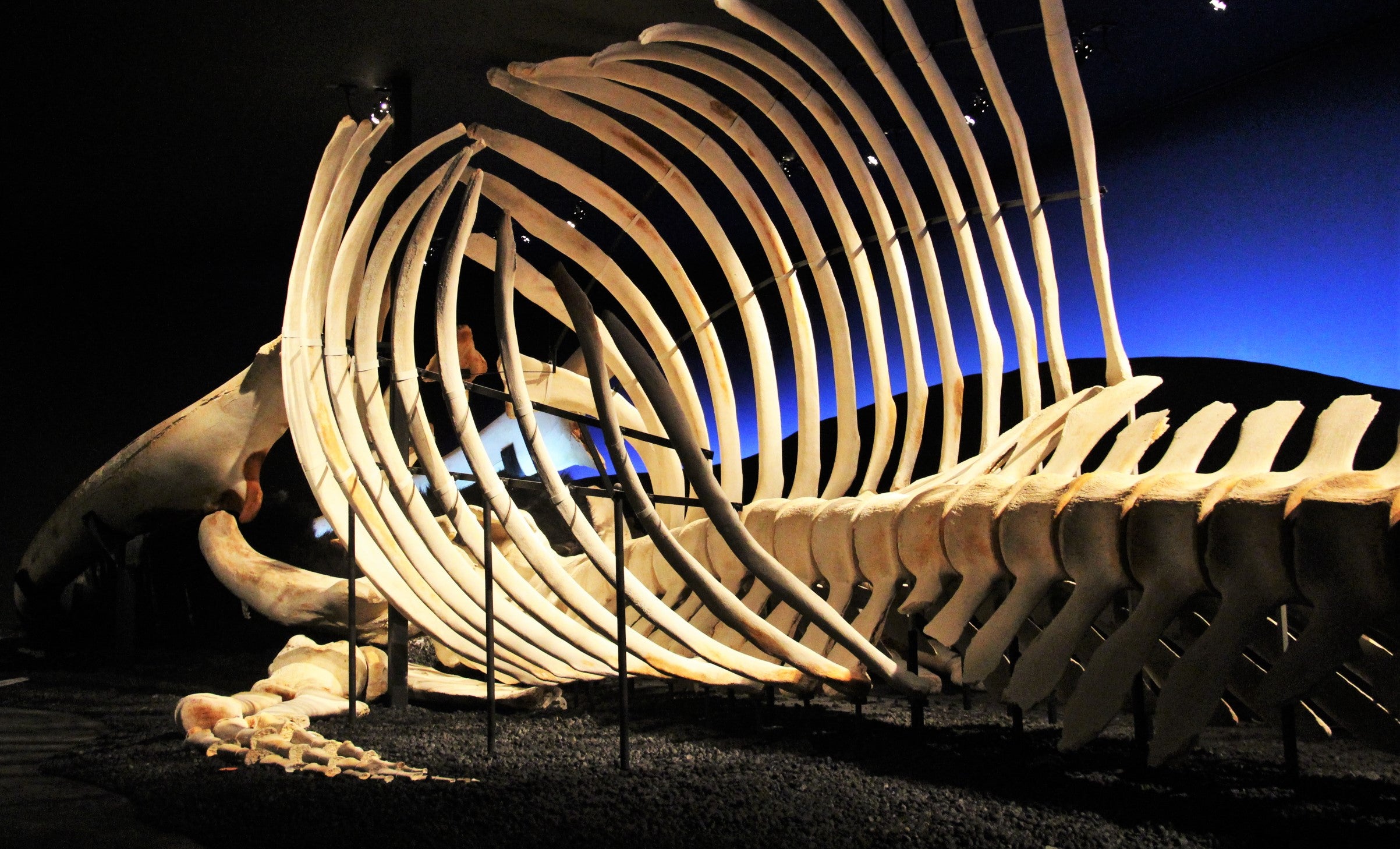 Húsavík Whale Museum in Iceland