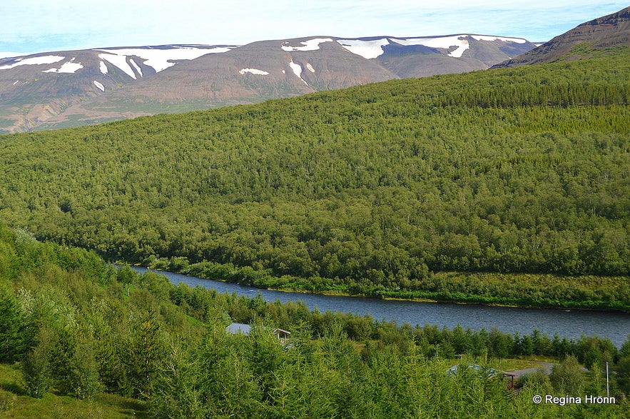 Vaglaskógur forest