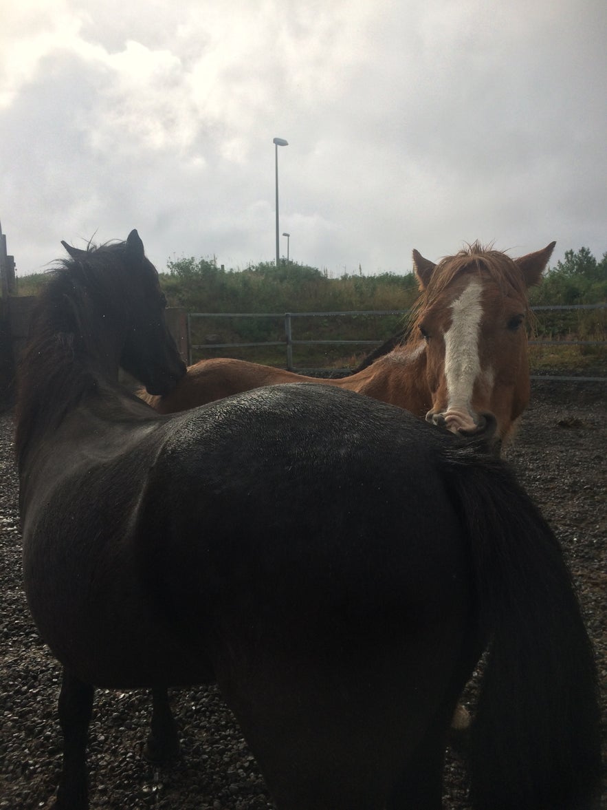 グルーミングをする二匹の馬