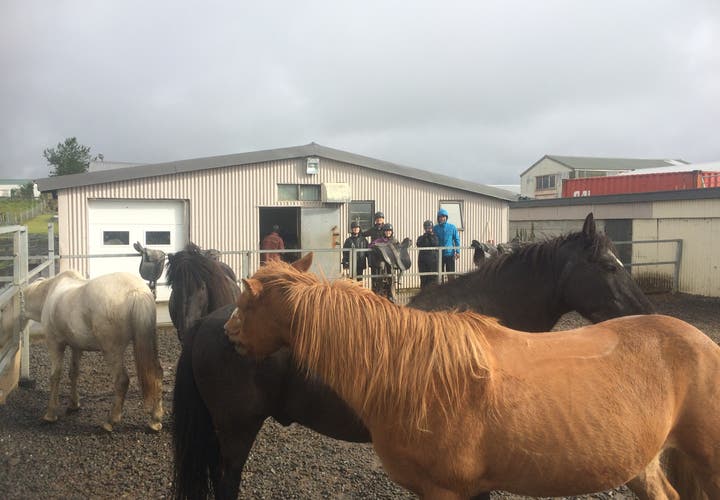 馬たちの様子を見学
