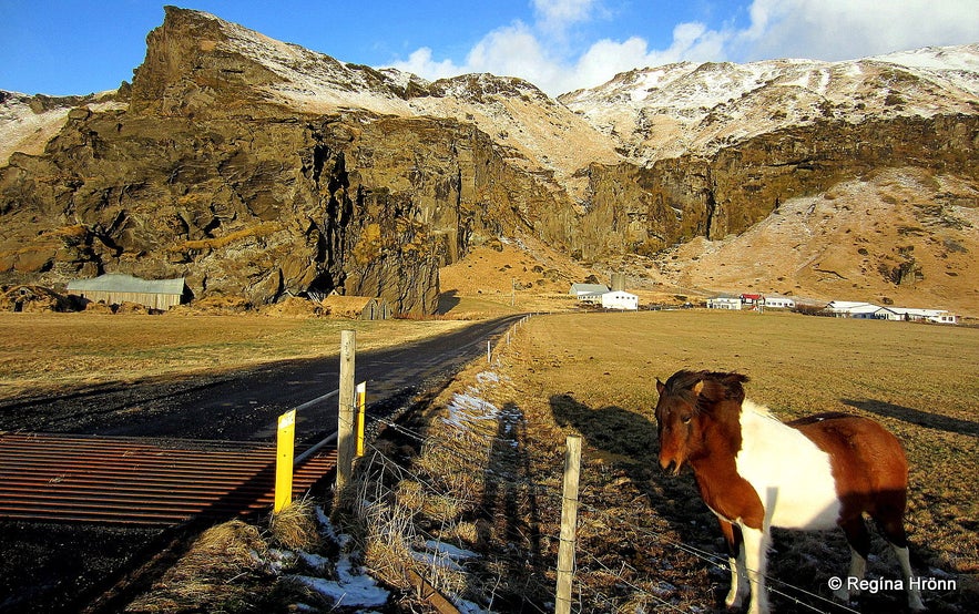 Horses by Drangshlíð farm South-Iceland