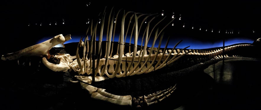 Husavik Whale Museum is one of the town's biggest attractions. 