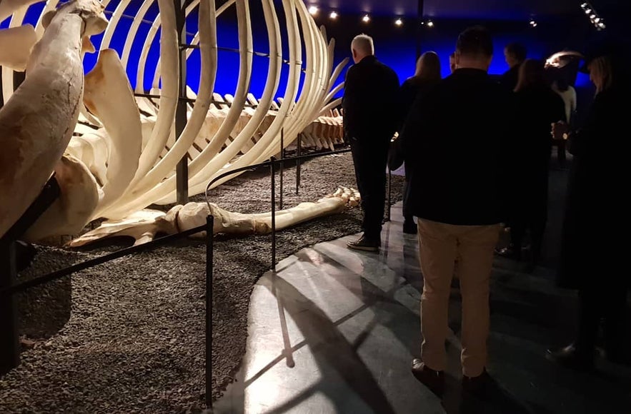 Húsavík Whale Museum in Iceland&nbsp;