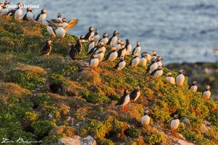 A group of puffins gather on a cliff in Iceland.