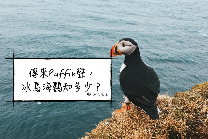 傳來Puffin聲，冰島海鸚知多少？