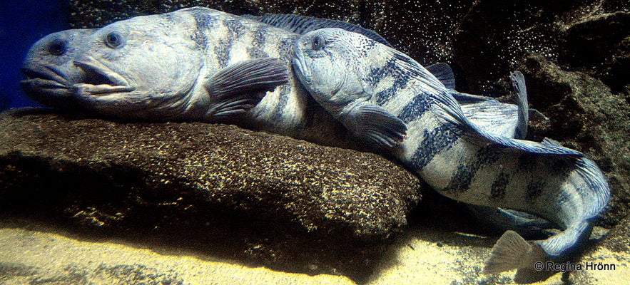 Life catfish in a fish tank at the Sæheimar museum