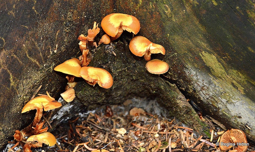 Haukadalsskógur forest in Haukadalur