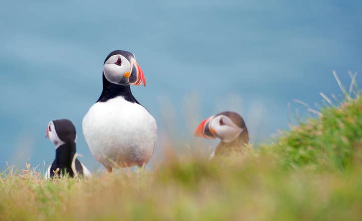 Molte pulcinelle atlantiche abitano nelle isole Westman.