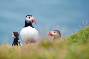 De nombreux macareux moine ont élu domicile dans les spectaculaire Îles Vestmann.