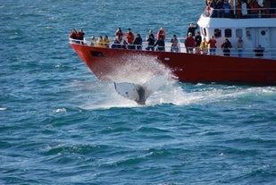 A Humpback Whale tail slaps in the waters around Iceland.