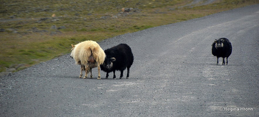 Sheep on the road in Iceland