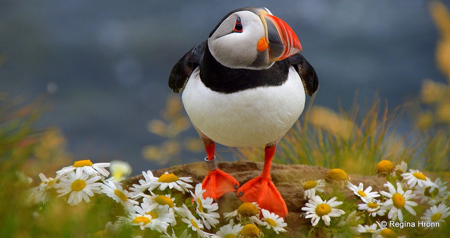 Puffins at Látrabjarg