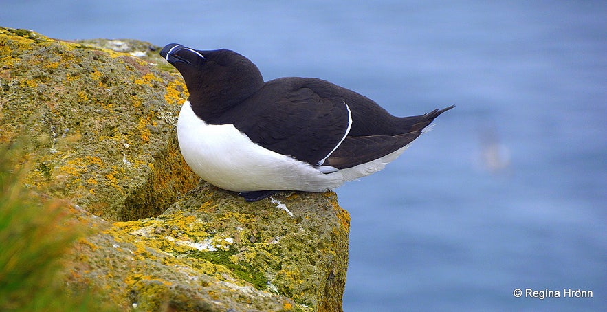 Razorbill at Látrabjarg