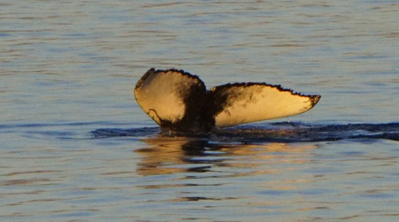 A whale takes a dive and you can see its tail fin sink away from the sky colored by the midnight sun.