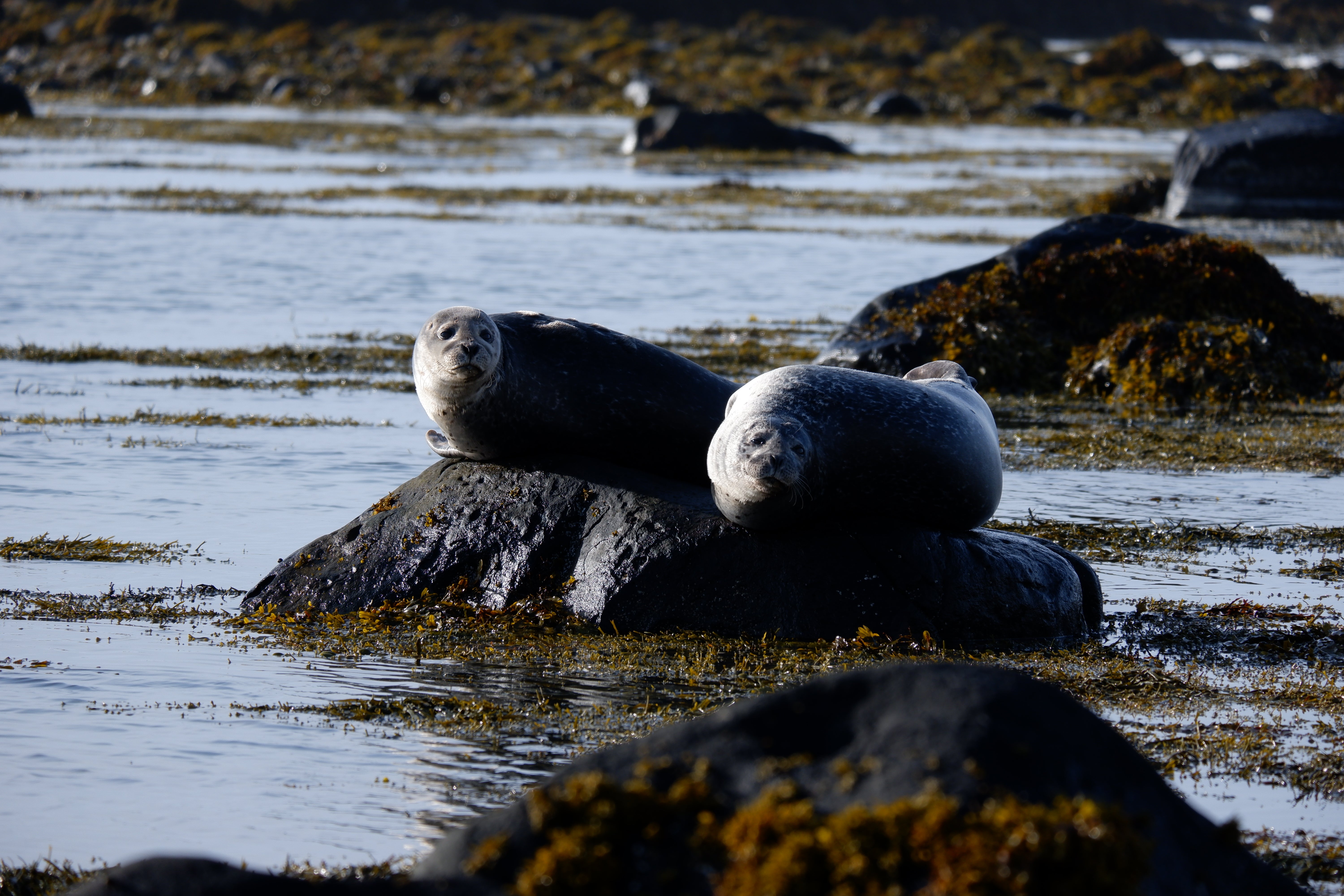 스나이펠스네스 반도 당일 투어 후기 - 아이슬란드의 아름다운 서부! | Guide to Iceland