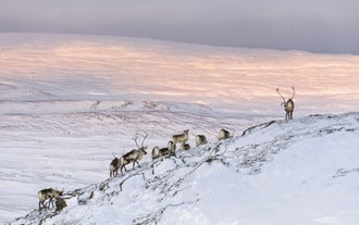 Rencontrez des rennes sauvages dans l'est de l'Islande.
