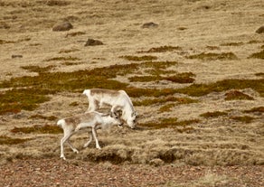 Reinsdyrene vandrer vilt rundt på Øst-Island, og hvis du er heldig, kan du få se dem!