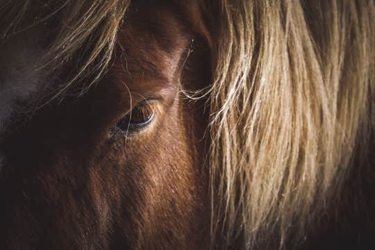 Minibus Golden Circle Tour with Fridheimar Tomato Farm & Kerid Crater from Reykjavik